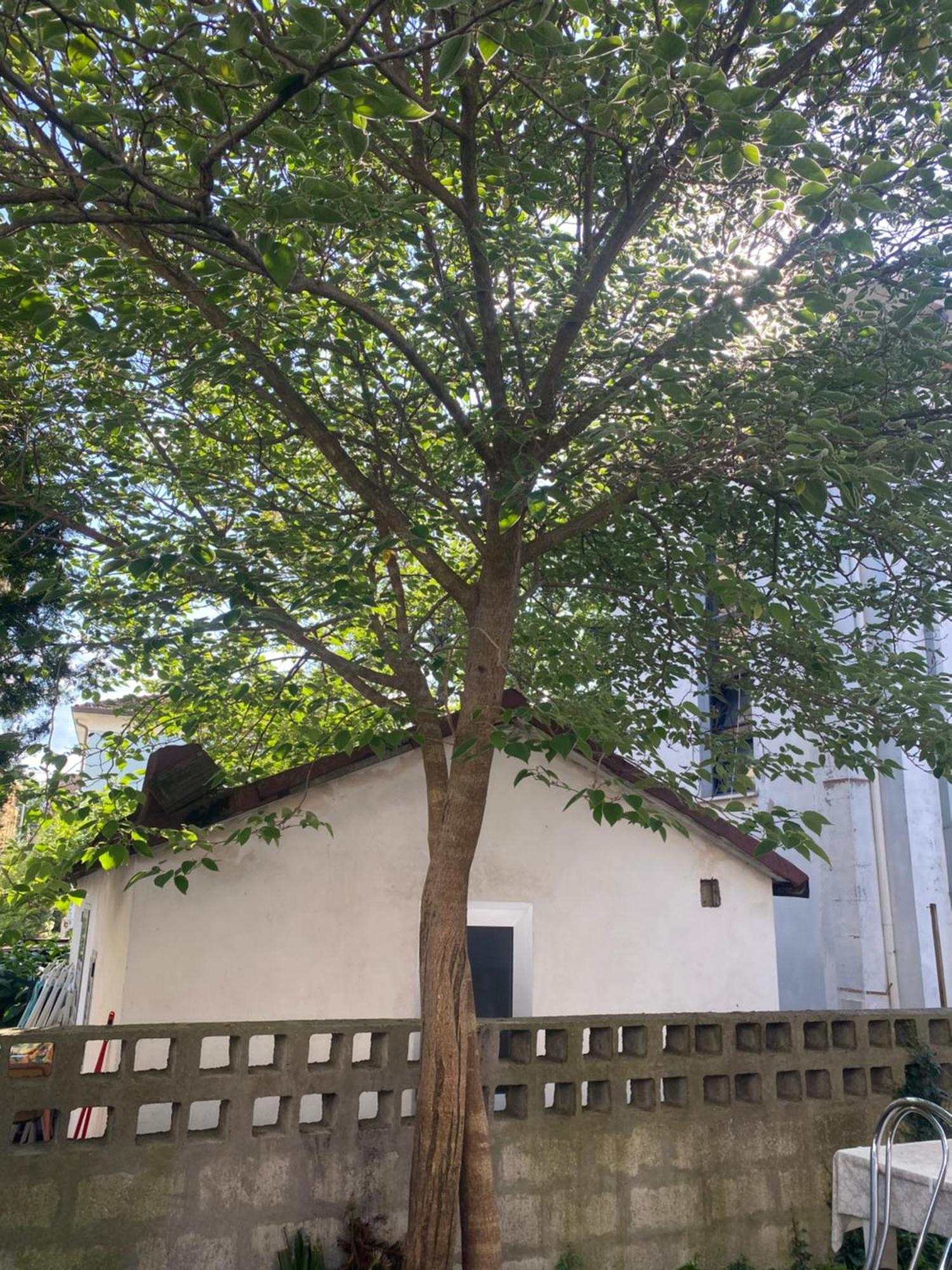 Willa Casa Elisa 8 Bellaria-Igea Marina Zewnętrze zdjęcie
